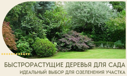 Быстрорастущие деревья для сада идеальный выбор в Вольске