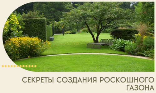 Секреты создания роскошного газона в Вольске